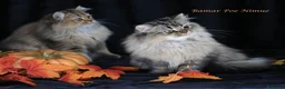 British gatti in vendita: Bamar Poe cattery  - Annuncio 1
