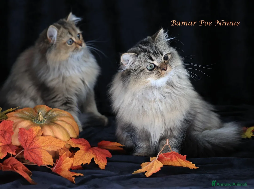 British gatti in vendita: Bamar Poe cattery  - Annuncio 1