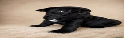 Bulldog Francese cani in vendita: Cucciole Bulldog Francese femmine disponibili.  - Annuncio 5