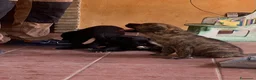 Meticcio cani in regalo: Cuccioli dolcissimi a Libero consorzio comunale di Enna - Annuncio 3