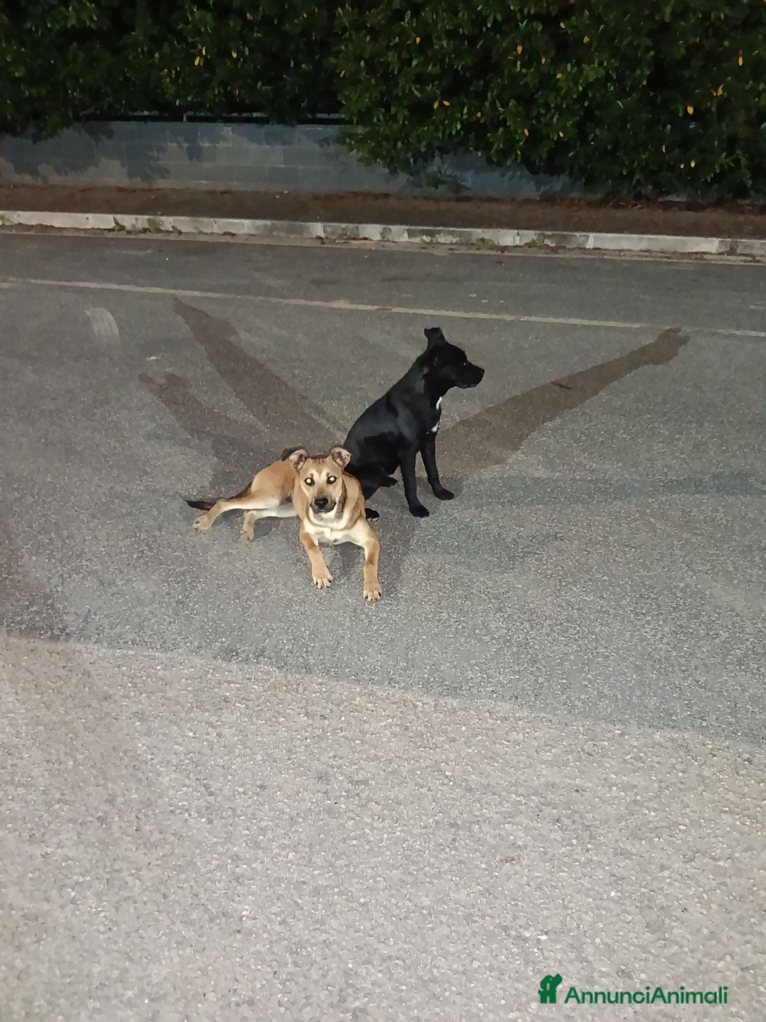 Meticcio cani Cagnolini che cercano amore - Annuncio 2