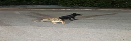 Meticcio cani in regalo: Cagnolini che cercano amore - Annuncio 1