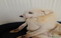 Meticcio cani in regalo: Consuelo: adozione del cuore o stallo  a Città Metropolitana di Genova - Immagine 8