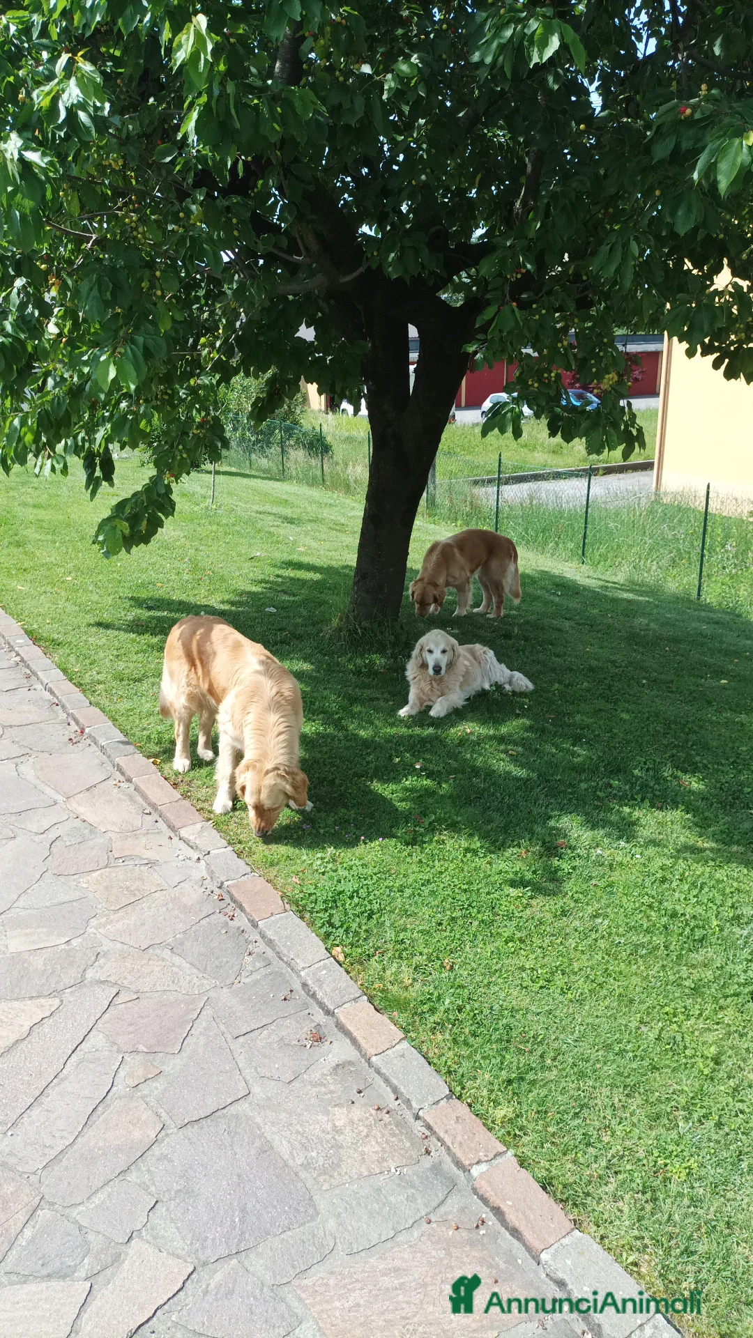 Golden Retriever cani in vendita: Cuccioli di Golden retriever  a Provincia di Varese - Annuncio 2