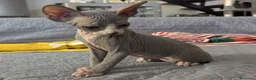 Sphynx gatti in vendita: Gattino  Canadian Sphynx (Maschietto) - Annuncio 8