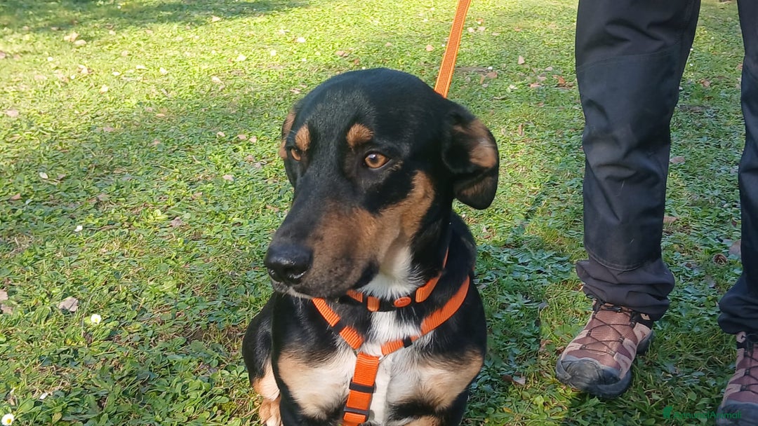 Meticcio cani in regalo: BRUNO HA BISOGNO DI UNA CASA E TANTO AMORE - Annuncio 4