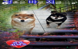 Shiba Inu cani in vendita: Shiba inu cuccioli  a Province of Pavia - Immagine 15