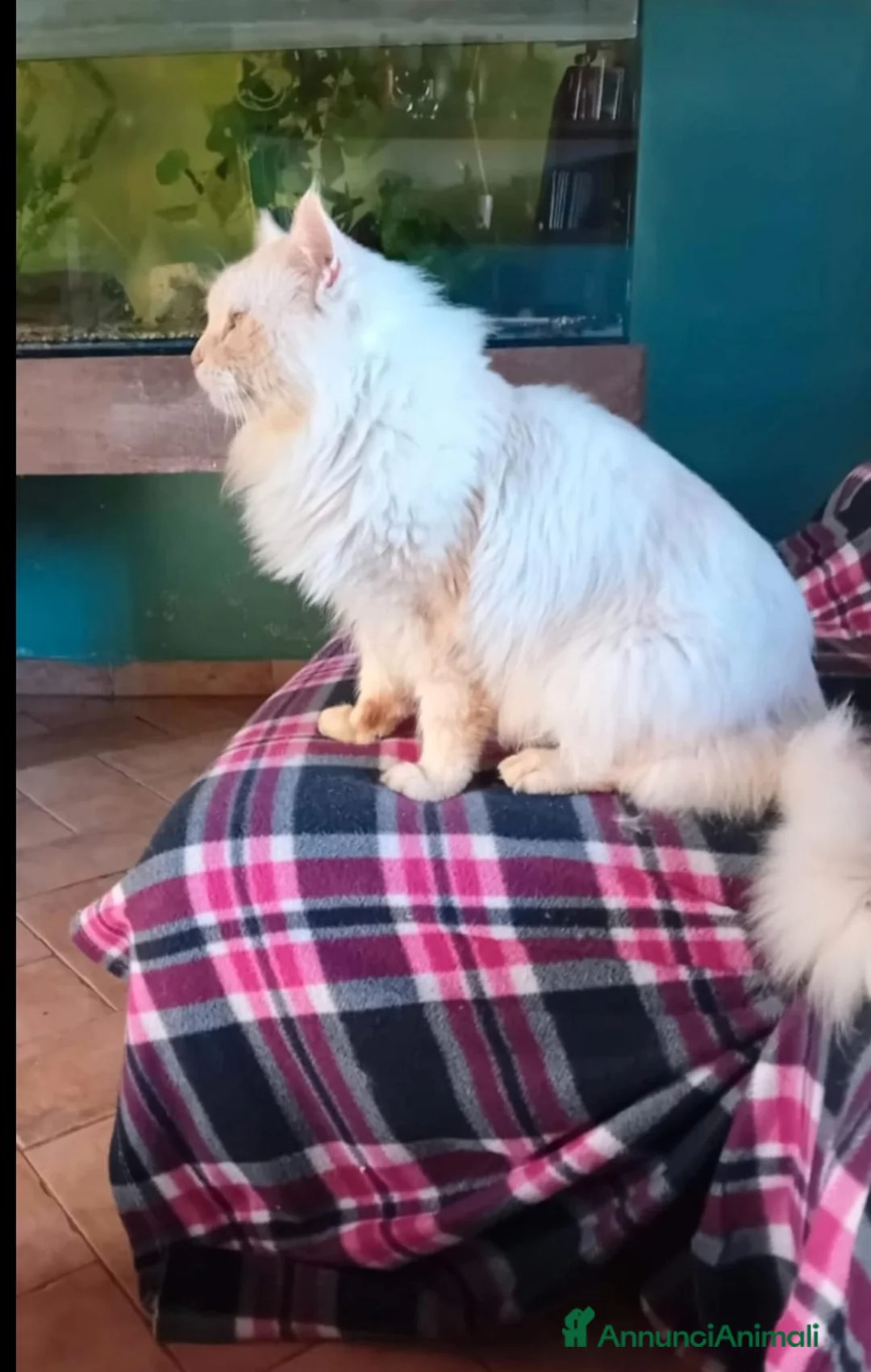 Maine Coon gatti in vendita: Maine coon - Annuncio 2