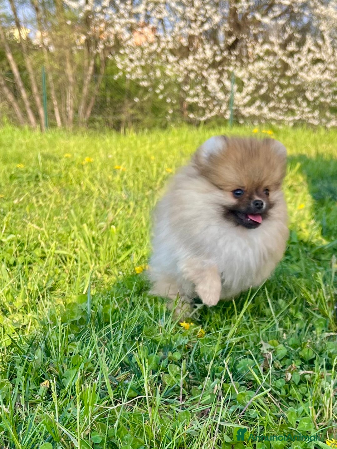Volpino Pomerania cani in vendita: Disponibili meravigliosi cuccioli di Pomerania  a Provincia di Varese - Immagine 3