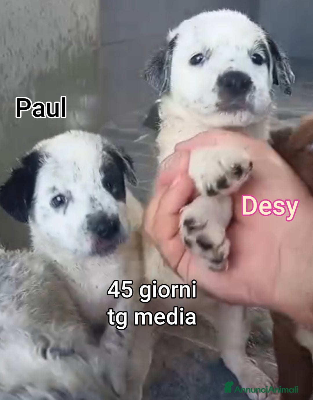 Meticcio cani in regalo: CUCCIOLI BISOGNOSI IN CERCA D'AMORE! - Annuncio 12