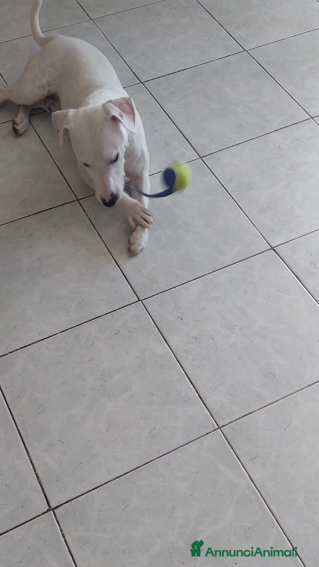 Jack Russell cani in regalo: Cerco una famiglia degna per il mio jack - Annuncio 7