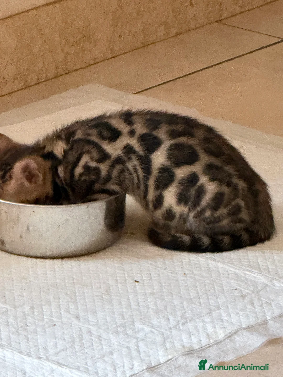 Bengala gatti in vendita: Bellissime cucciole Bengal  - Annuncio 1