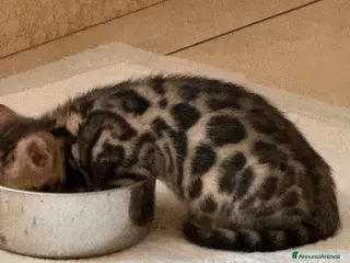 Bengala gatti Bellissime cucciole Bengal - Annuncio 1