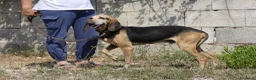 Segugio cani in regalo: Pippo dolcissimo segugio in adozione  - Annuncio 7