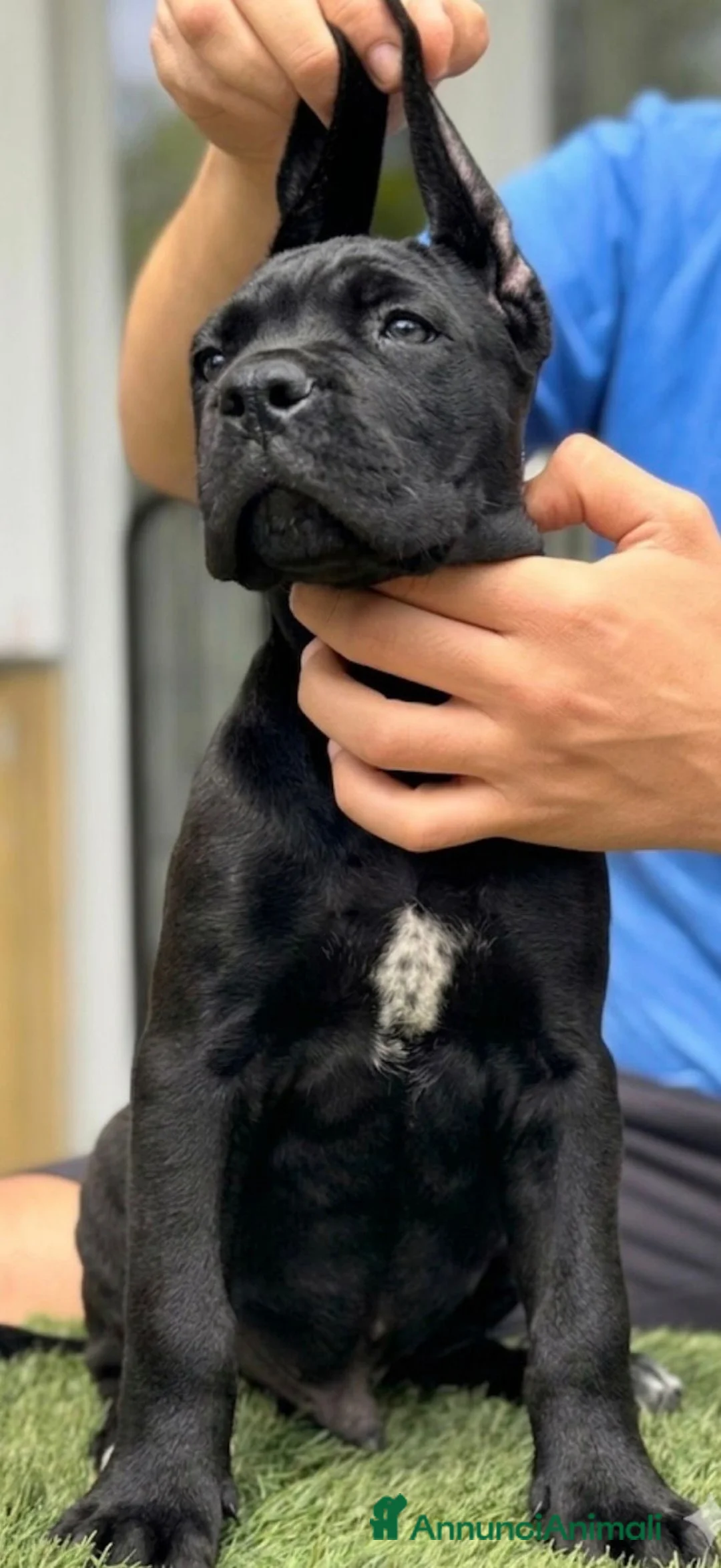 Cane Corso cani in vendita: Cuccioli cane corso con pedigree enci - Annuncio 1