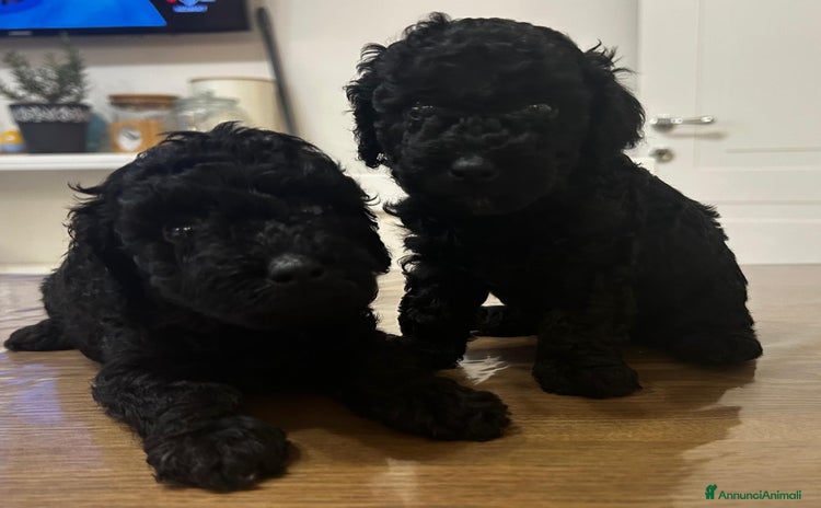 Barboncino cani a Provincia di Latina - Annuncio 11