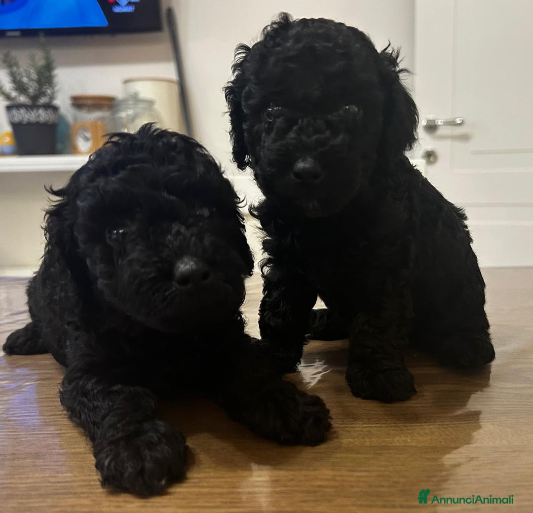 Barboncino cani in vendita: BARBONCINO a Provincia di Latina - Immagine 1