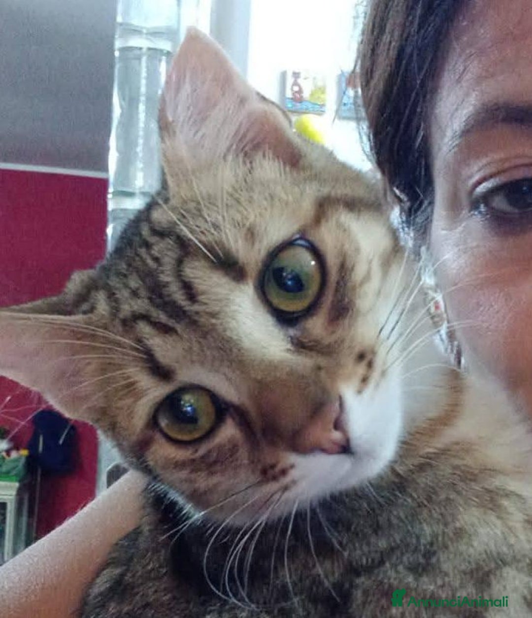 Europeo gatti in regalo: Dolcissimo micino da adottare, STITCH ! - Annuncio 4