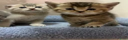 British gatti in vendita: Scottish fold sthrait  - Annuncio 10
