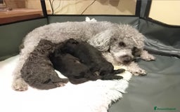 Barboncino cani in vendita: Barboncini toy e nano a Città metropolitana di Roma Capitale - Immagine 11