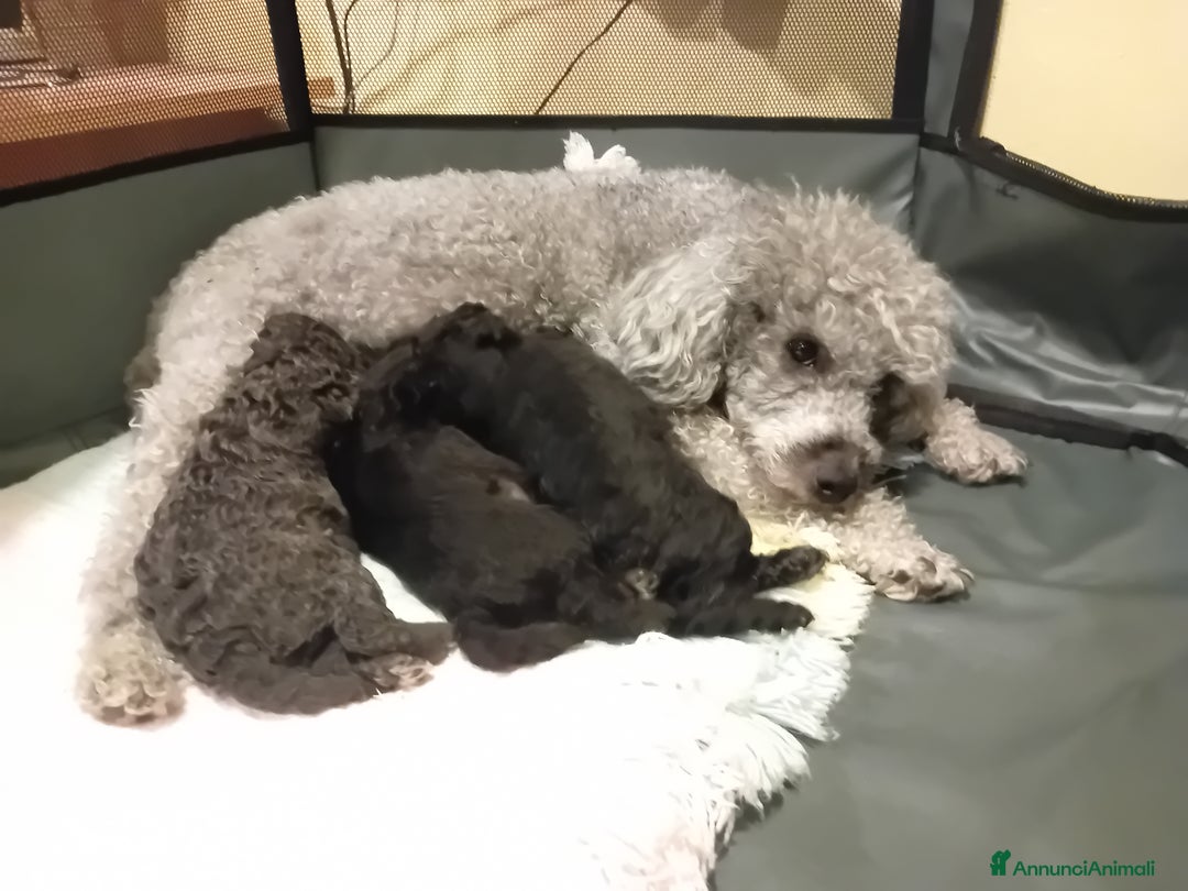 Barboncino cani in vendita: Barboncini toy e nano a Città metropolitana di Roma Capitale - Immagine 11