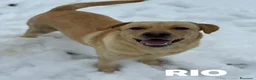 Labrador cani in regalo: RIO, stupendo mix LABRADOR dolcissimo! - Annuncio 4