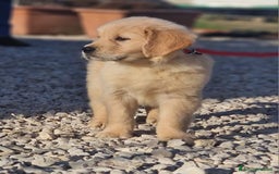 Golden Retriever cani in vendita: Cuccioli di Golden Retriever - LINEA AMERICANA  a Provincia di Pescara - Immagine 3