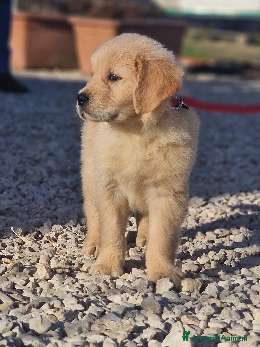 Golden Retriever cani in vendita: Cuccioli di Golden Retriever - LINEA AMERICANA  a Provincia di Pescara - Immagine 3
