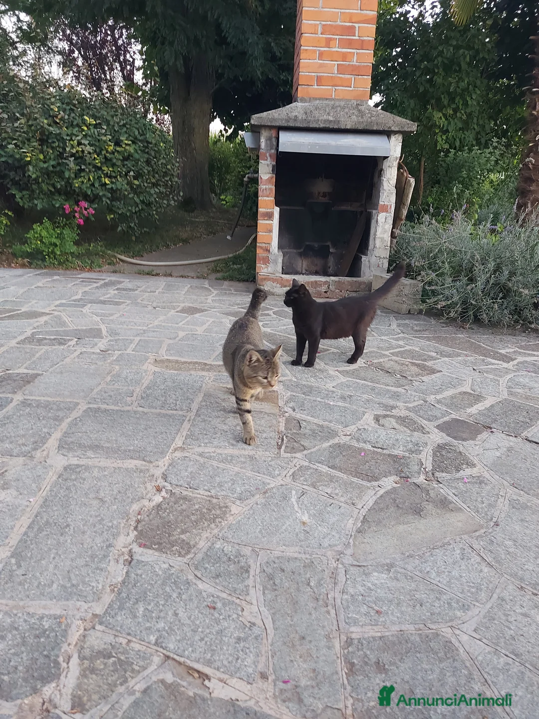 Meticcio gatti in regalo: Regalo animali a Provincia di Cuneo - Annuncio 2