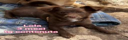 Meticcio cani in regalo: CUCCIOLI BISOGNOSI: URGENTE  a Città Metropolitana di Torino - Annuncio 3