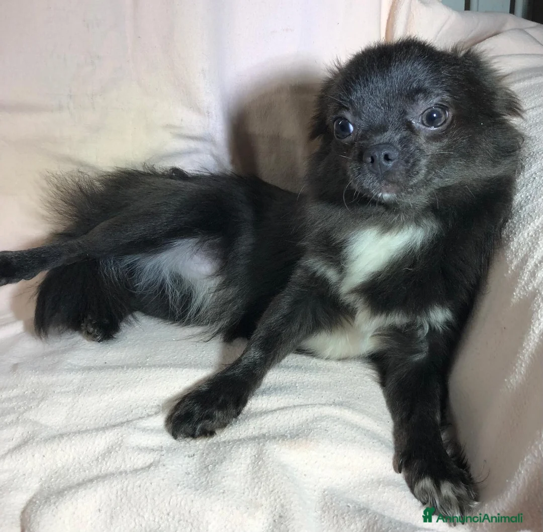 Chihuahua cani in vendita: Chihuahua Blu - Annuncio 2
