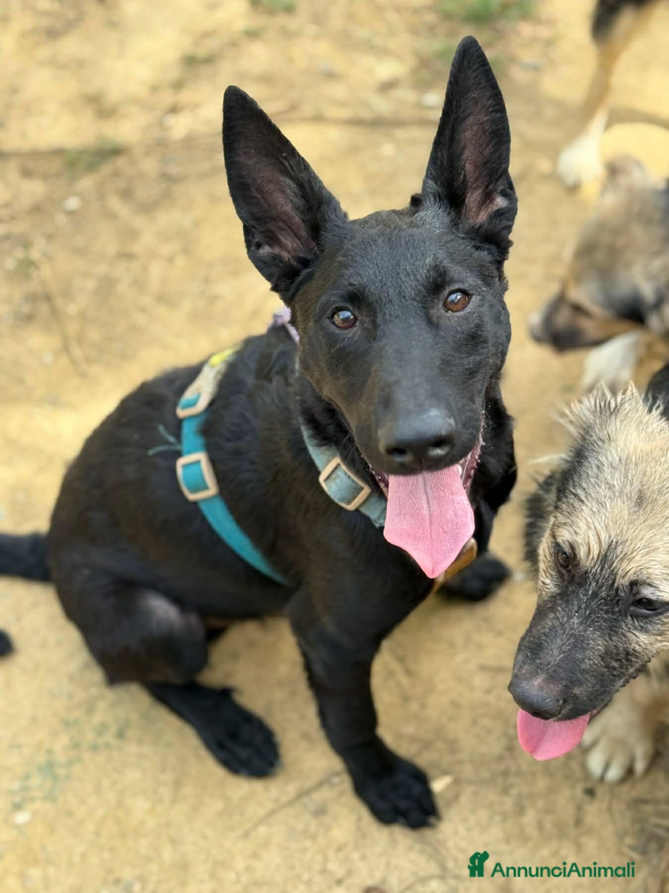 Meticcio cani ENRICO, lupacchiotto dal carattere d'oro! TG MEDIA - Annuncio 14