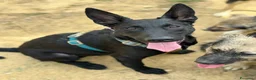 Meticcio cani in regalo: ENRICO, lupacchiotto dal carattere d'oro! TG MEDIA - Annuncio 1