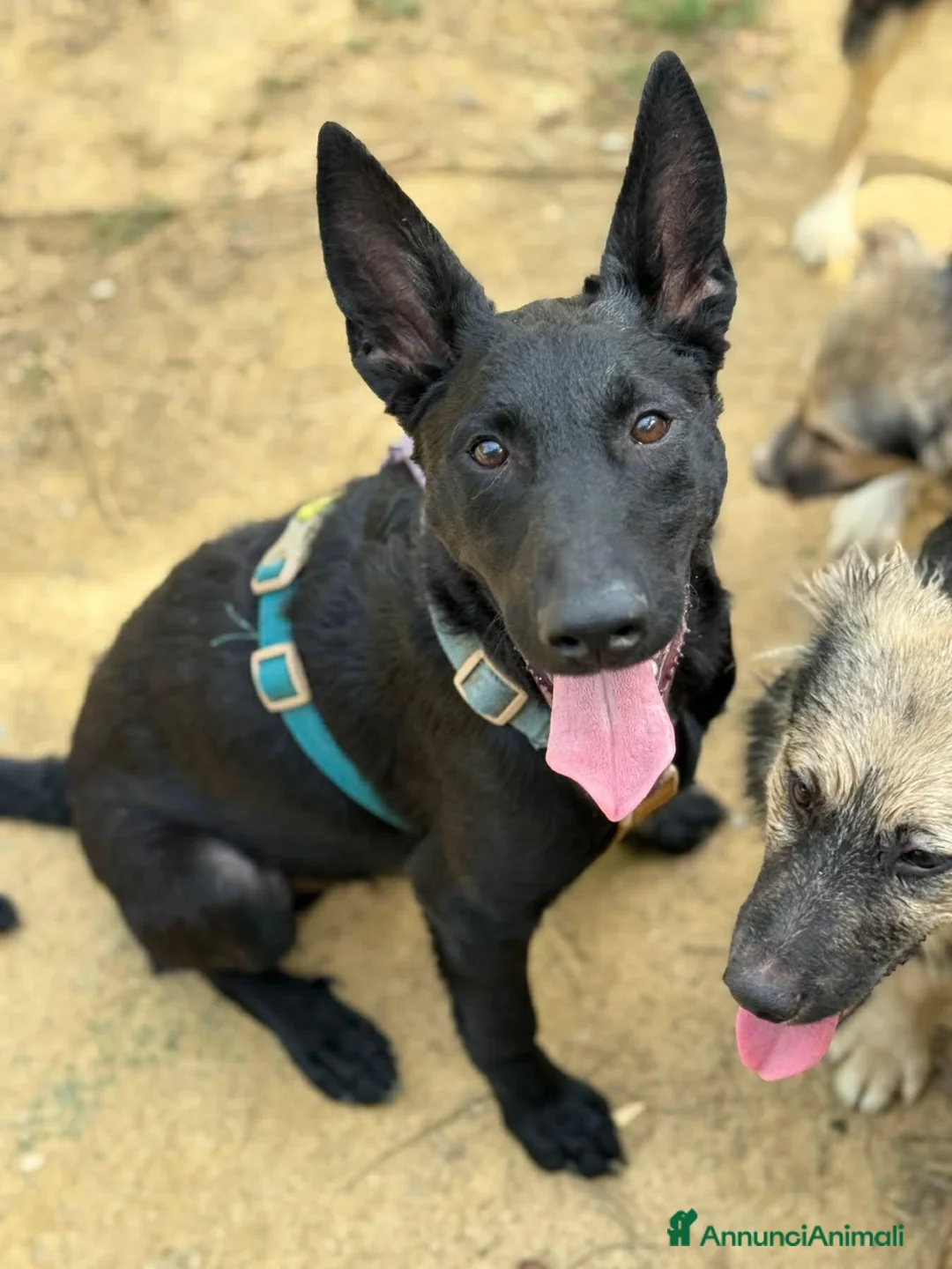 Meticcio cani in regalo: ENRICO, lupacchiotto dal carattere d'oro! TG MEDIA - Annuncio 1