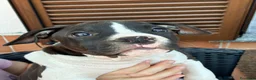 American Staffordshire cani in vendita: American Staffordshire Terrier  - Annuncio 6