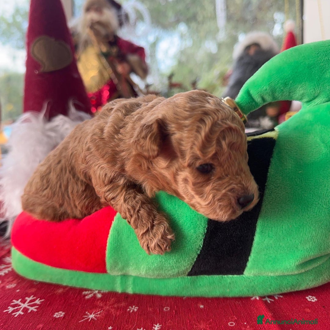 Barboncino Toy cani in vendita: 2 maschietti barboncino toy - Annuncio 4