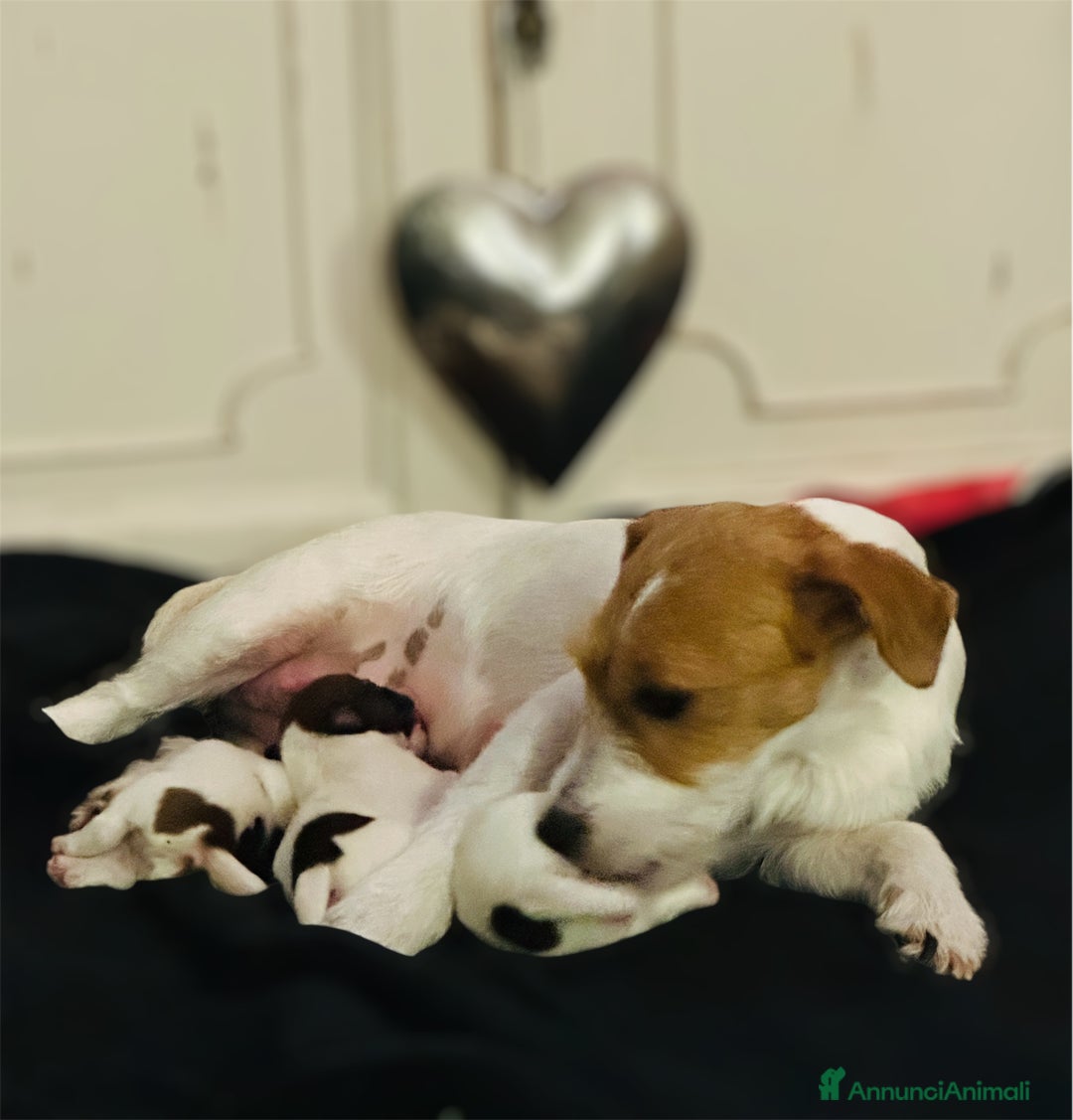 Jack Russell cani in vendita: Cucciolata Jack Russell Broken/Ruvidi - Annuncio 3