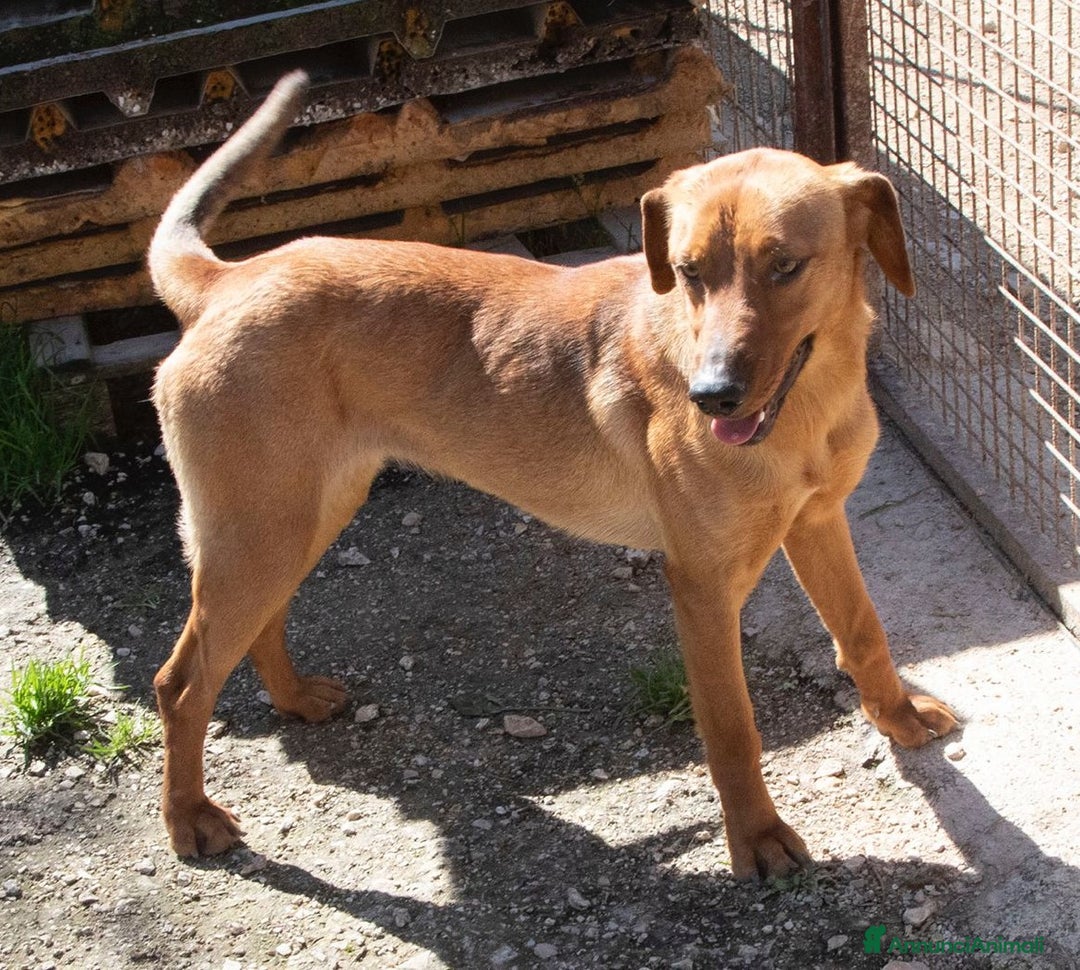 Meticcio cani in regalo: ELSA ASPETTA TE a Città metropolitana di Roma Capitale - Immagine 5
