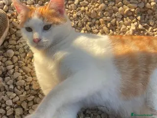 Meticcio gatti POOH è RIMASTO SOLO.... - Annuncio 28