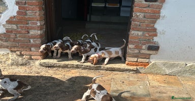 Bracco cani a Provincia di Biella - Annuncio 13
