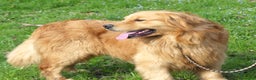 Golden Retriever cani in vendita: Golden cuccioli - Annuncio 3