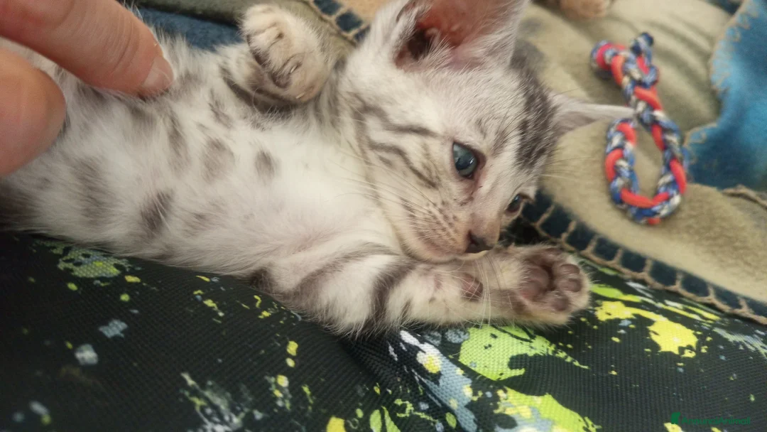 Bengala gatti in vendita: Bengala silver - Annuncio 4