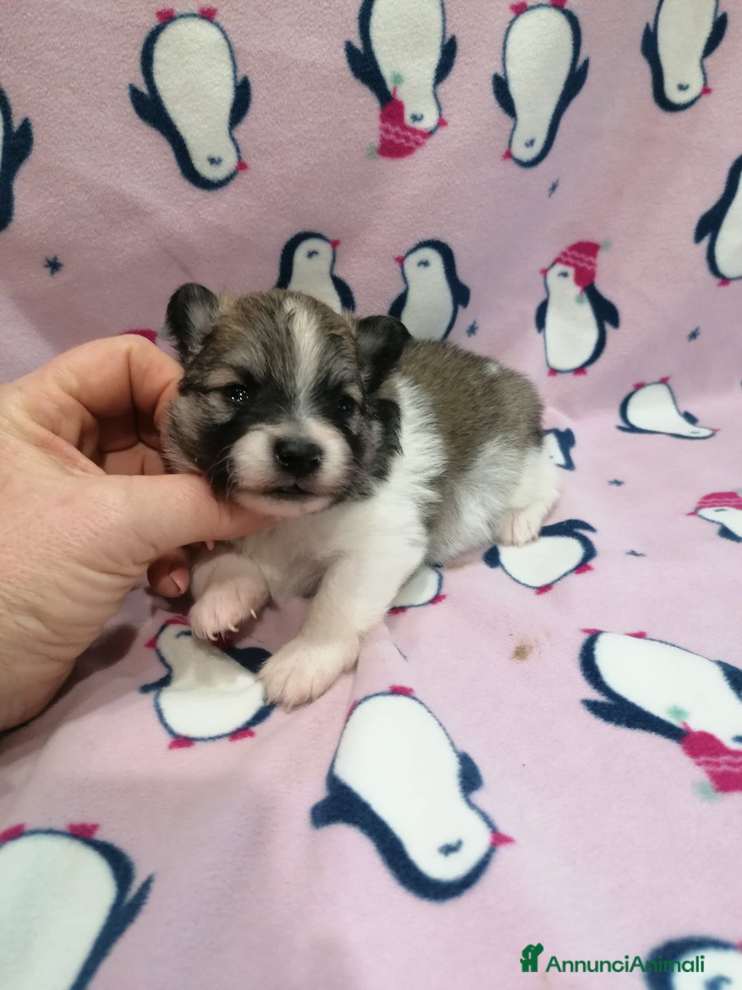 Volpino Pomerania cani in vendita: Volpino Pomerania  - Annuncio 5