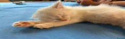 Siberiano gatti in vendita: Cuccioli di Siberiano Neva Masquerade  a Provincia di Macerata - Annuncio 11