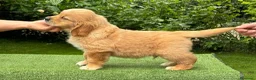 Golden Retriever cani in vendita: Allevamento professionale  cucciolata inglese - Annuncio 12