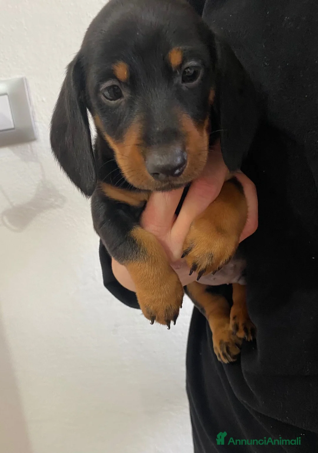 Bassotto cani in vendita: Bassotto nano tedesco a Città Metropolitana di Torino - Annuncio 2