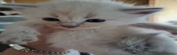 Siberiano gatti in vendita: Gattini siberiani neva  - Annuncio 3