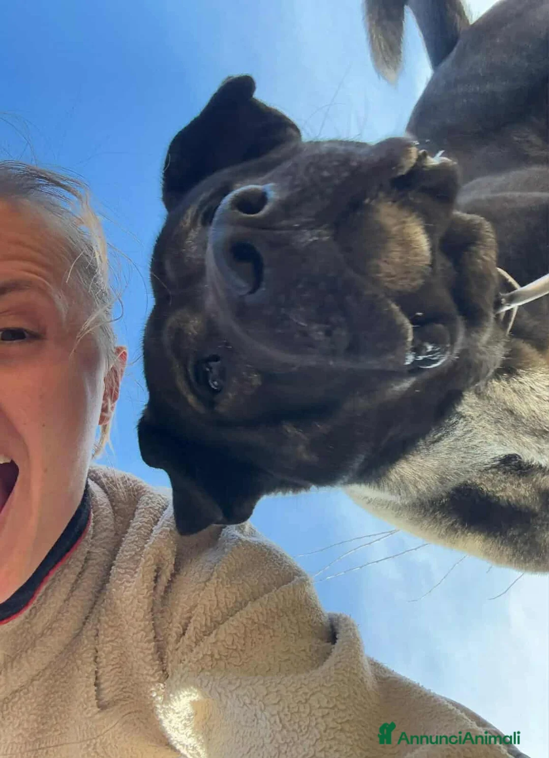 Meticcio cani in regalo: HERCULES, molosso dalla bontà unica! - Annuncio 5