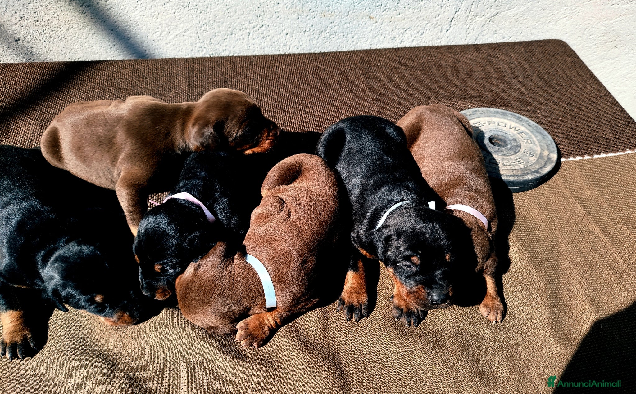 Dobermann cani Cuccioli di dobermann  - Annuncio 1