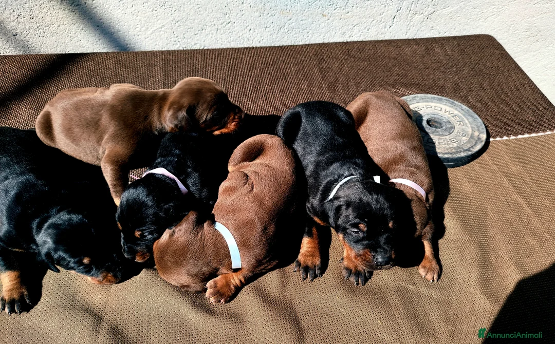 Dobermann cani in vendita: Cuccioli di dobermann  a Libero consorzio comunale di Trapani - Annuncio 1